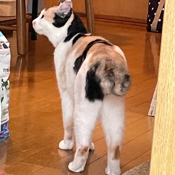 821a5582 43a2 4044 bf2b ae1959865039 1720392210392