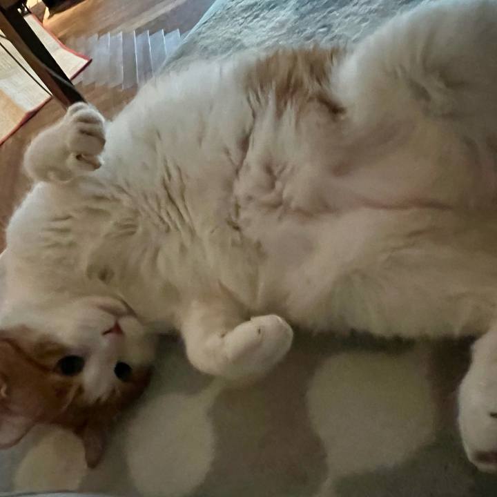 821a73a3 b40e 4a22 a616 d786104ff7f7 1769157482853