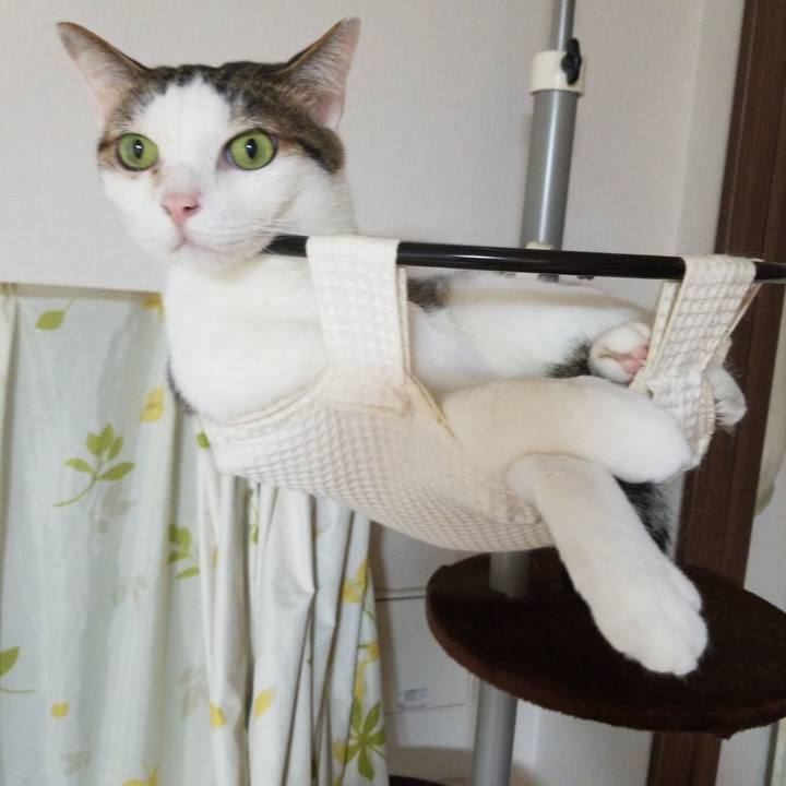 821a878c c05b 4ea5 921a 74cef0546eda 1559653882391