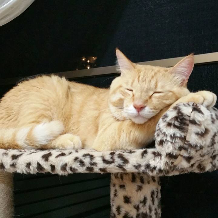 821d4d77 1bf8 4b4a a529 ae7b677962f4 1531403969916