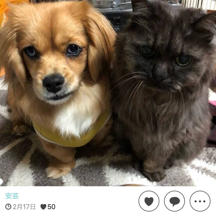 8220388a 2dee 4cf8 8eff 0639bdc895c4 1518911597912