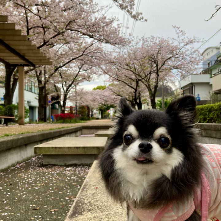 82205698 4ca2 47f5 a1f3 9ad9233dcf20 1775514770942