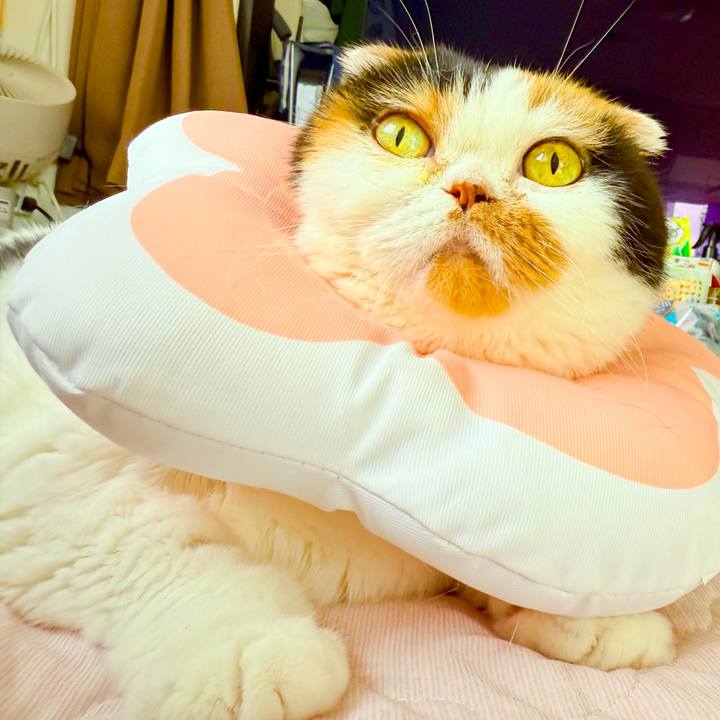 822412f5 61f1 4f99 9cdb cab7fc90772f 1738890555501