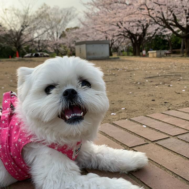 82245ce6 c698 42ae b992 e931df7f656a 1648729461634