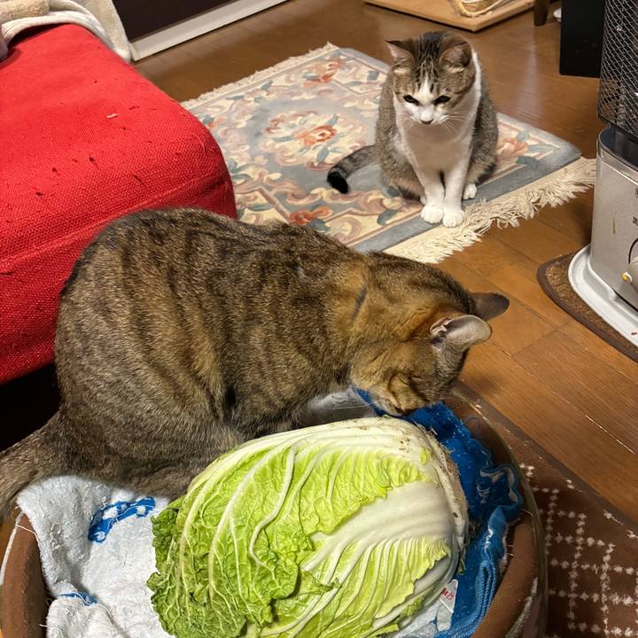 822680bd 7f84 4eab 9cd9 efa086dcf5ba 1771848232621