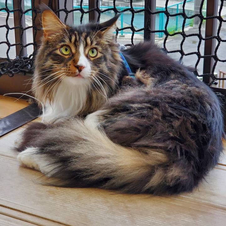 82299735 bcee 4396 ac9f eb73dcfc925d 1719446915306