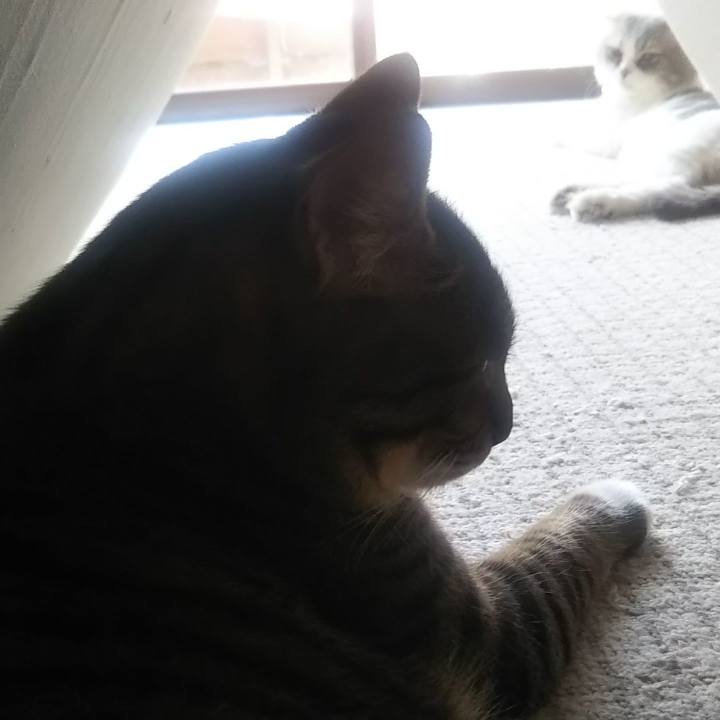 822c2109 96de 408e 922a 59c496dd652c 1627261937734