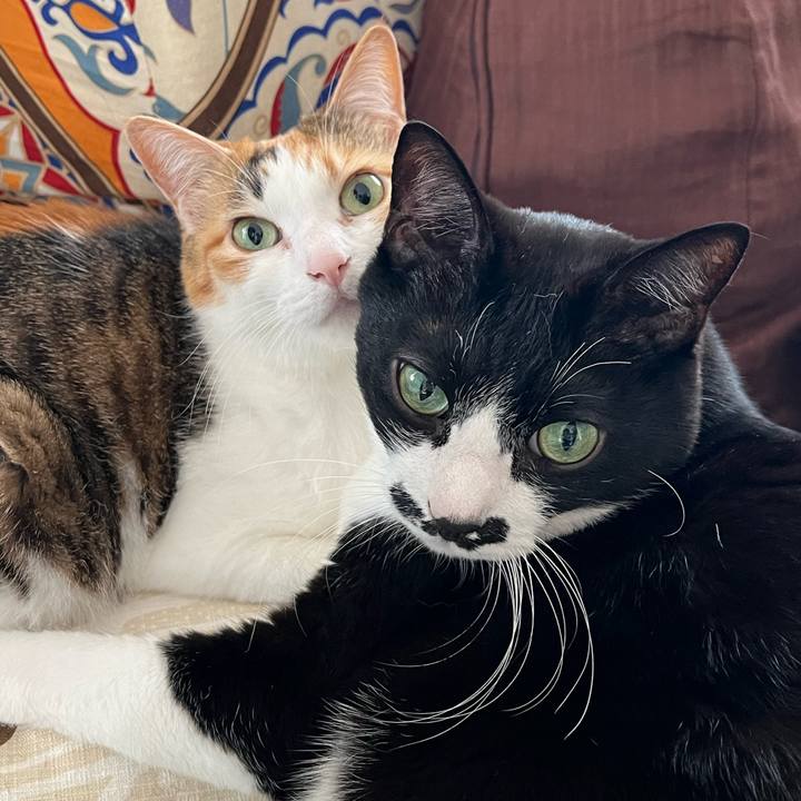 822ce4fb aae8 4e20 a14d 59bd042b203e 1771722385630