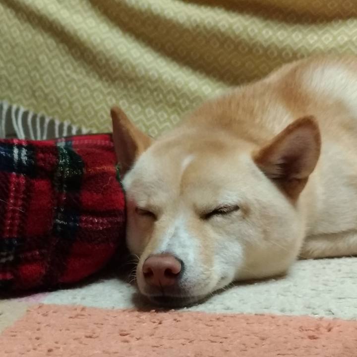 822f688c b010 4260 b2ca d31b0345d25c 1543054334977