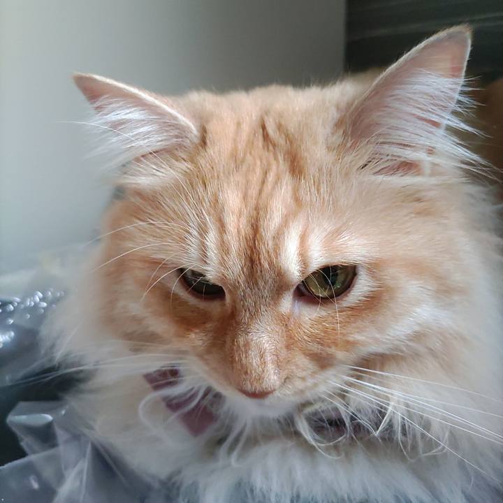 82335974 8499 40f8 99e3 4ad9d84ccaf5 1717984955105