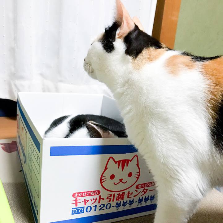 823c724a 91ad 48ff ba25 92a1abb895dd 1534688598831