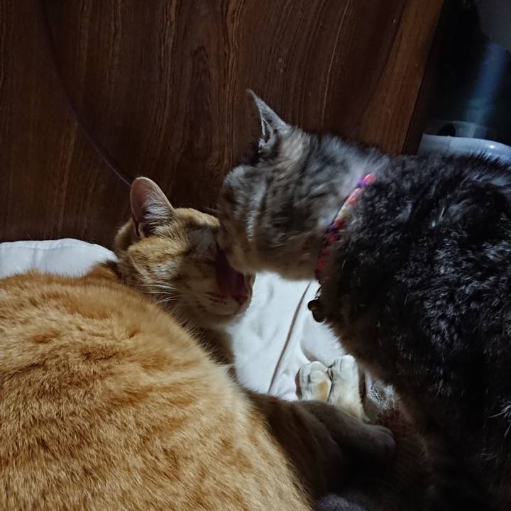 823d824e f22f 4ccf 9387 1ef9e6c87c68 1585140093496