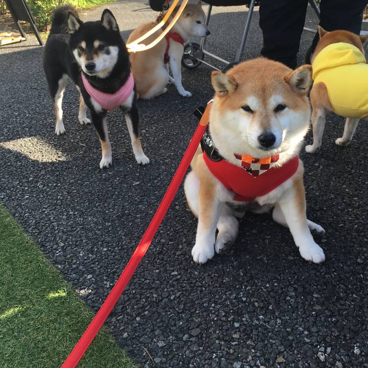 823e1495 43d2 46b8 a0cd e36176749f42 1575196625280