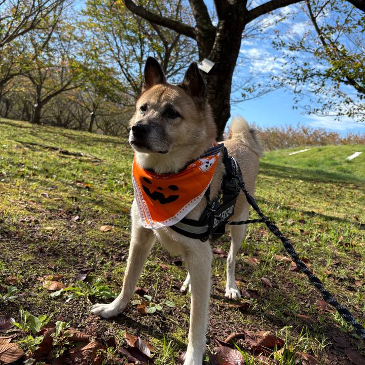 823fa7e8 5b16 4da2 9242 109492563fdc 1761482522111