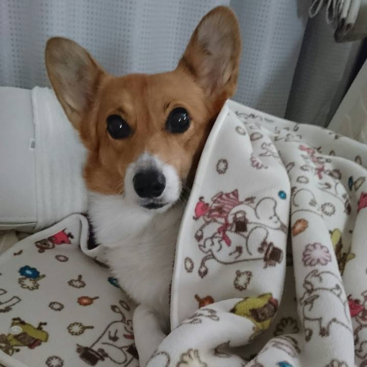 8240222a 3a01 4d61 890a d6bd84473086 1542339197883