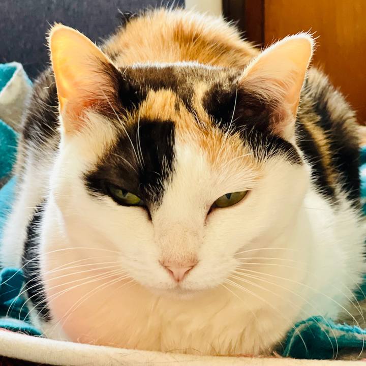 82456981 077c 432c 80f8 b3a4ee10300e 1616810317634