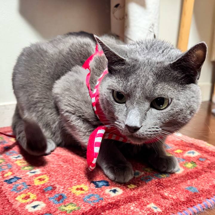 82481b50 60e0 49d4 83a0 6097f1b18022 1765103891081