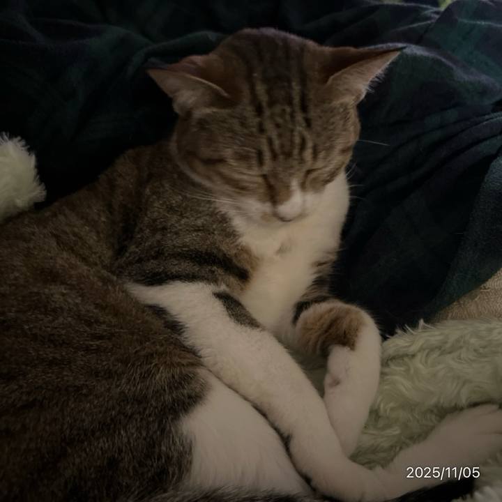 824ce79d 574e 486c 88fc c23575fbf891 1762379976522