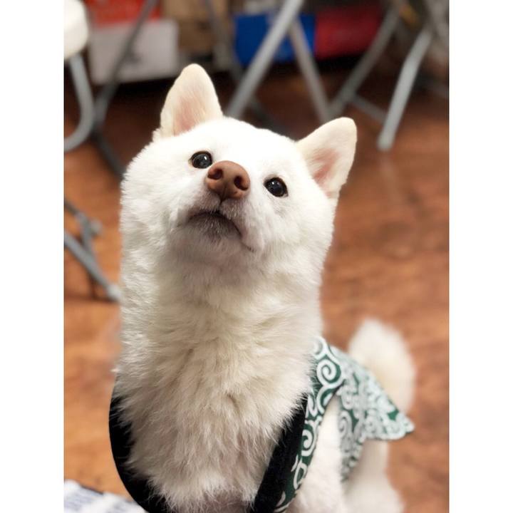 824e1030 3ab1 4a89 a42a f3597c82007b 1514809372455