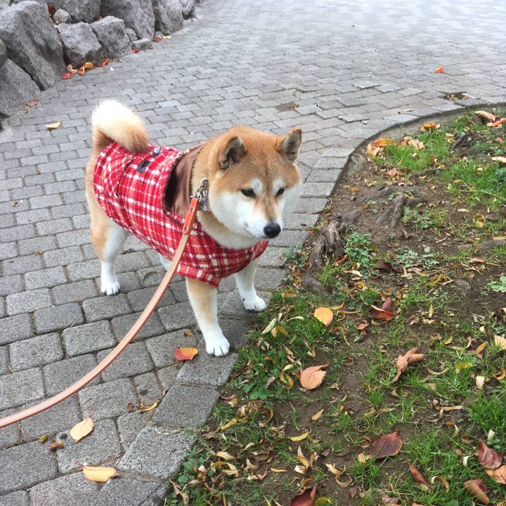 824fed24 5798 4bb7 acfe 8bd2ede2597b 1543730558990