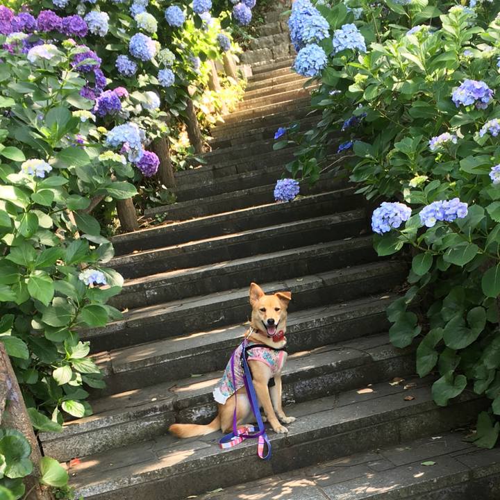 8258db2d 51f0 441f a651 1201136aed11 1528564754621