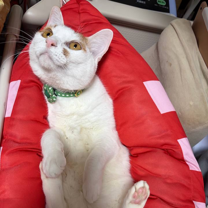 8259e3f4 55d5 41b6 bed4 832b16522c9f 1768574112233