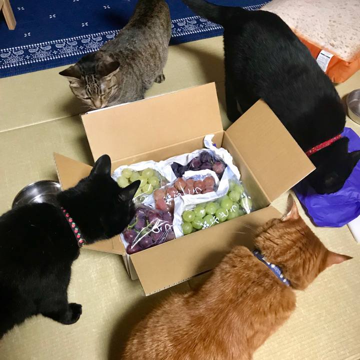 8259f206 9426 4bec bba9 fd47c451c2c4 1536312389550