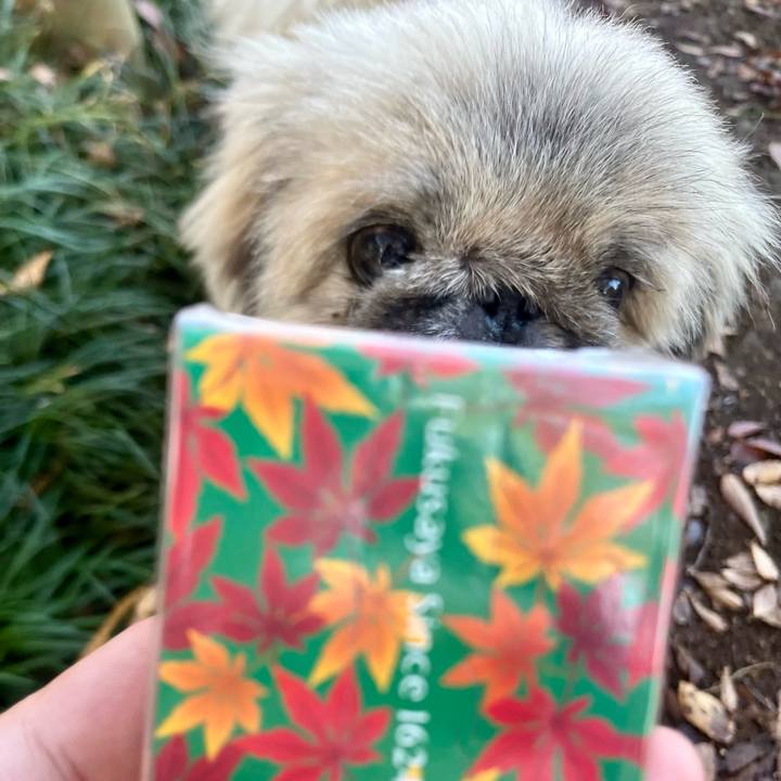 825a7221 e45f 477d 8752 cee808337d87 1763336119930