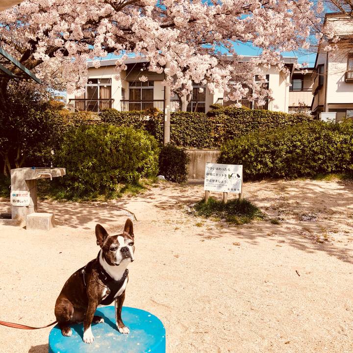 825b46bb dfd7 4bde b6e4 7bad8952466f 1522559432422