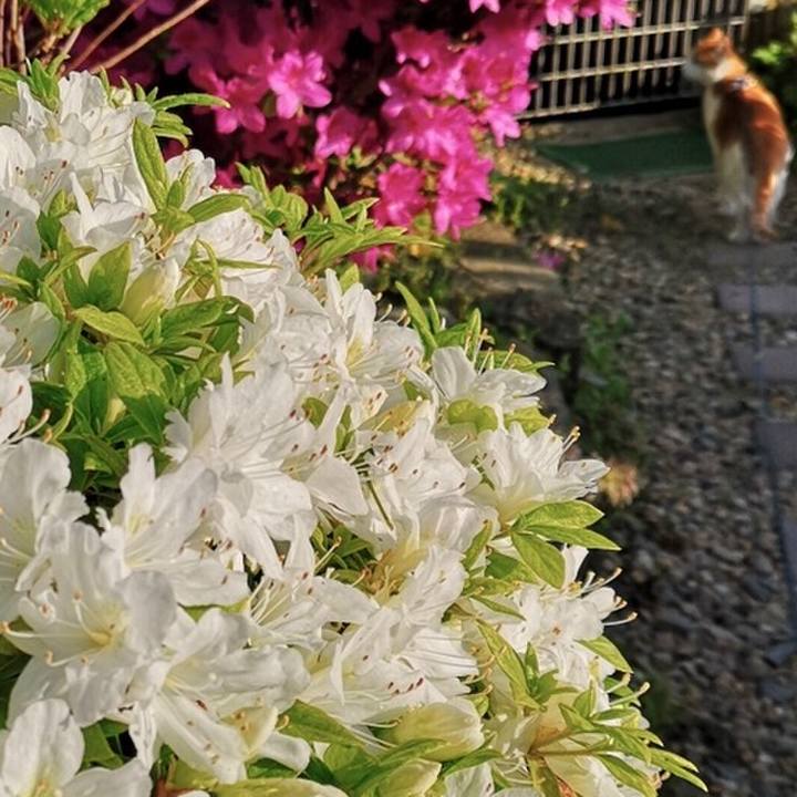 825f10af 5e92 4c5a 80cb b8cf6d7d71c0 1558620453359