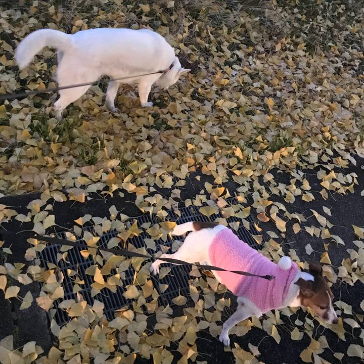 82611635 bb74 41e7 bdd8 eb9f62acbbb5 1511687054162