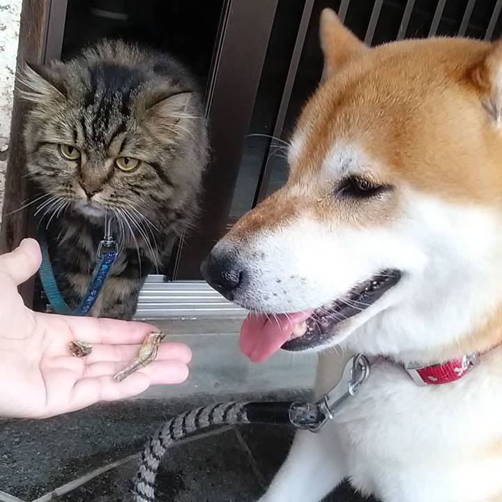 826413ca a579 4307 b243 47ecd8e16db5 1626390807619