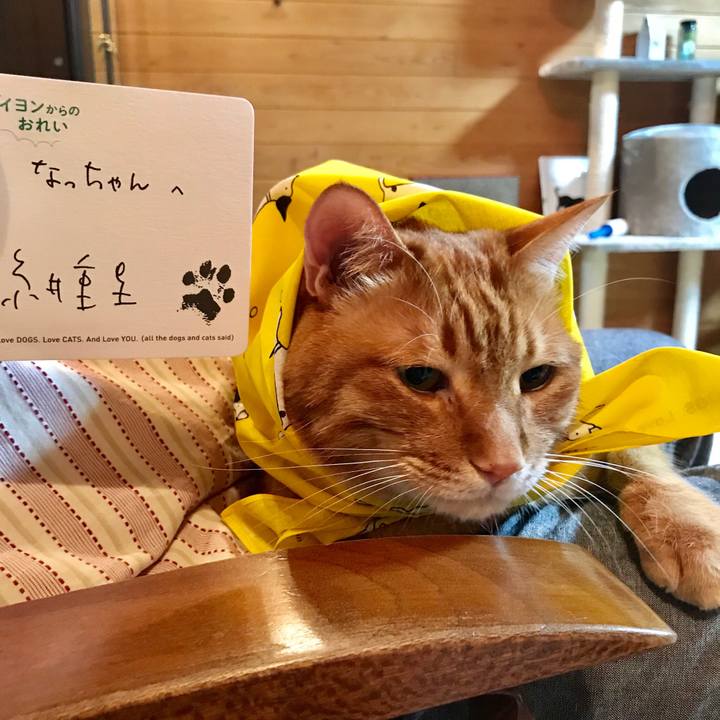 82653337 3fa9 4bcb a9bc 4fc852e0c62c 1526222104675