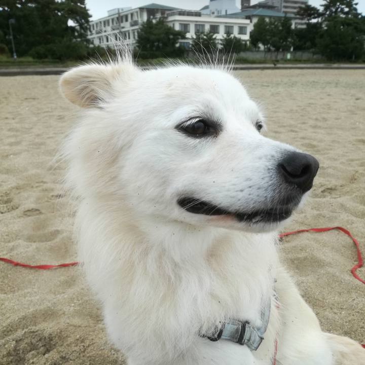 82658915 bd98 4f53 8b34 f3892dc33a96 1508461258583