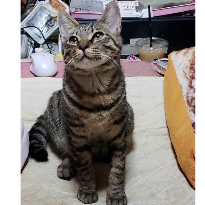 82671874 8db1 4487 9599 cdd3ad3c90e2 1544774709254