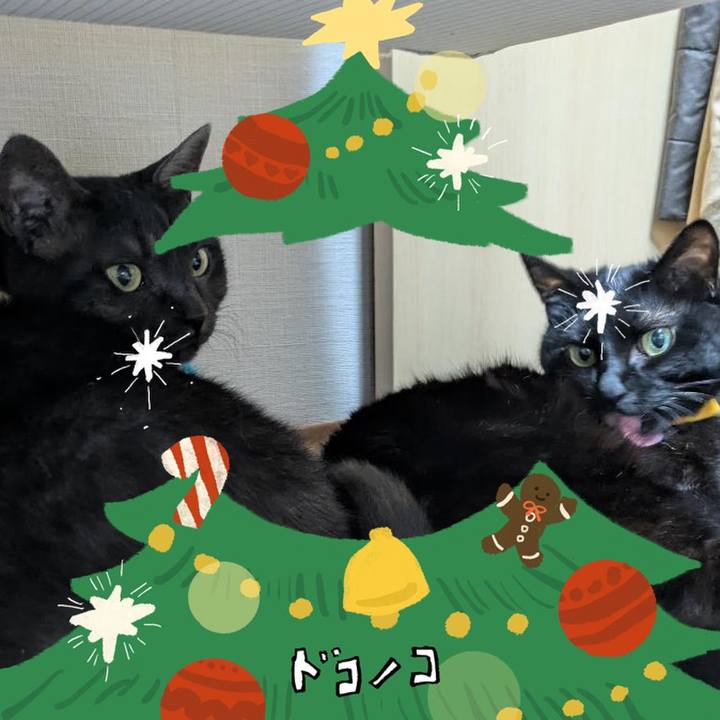 82687fae b97f 4130 a9a7 a97dbcaf283d 1762167657081