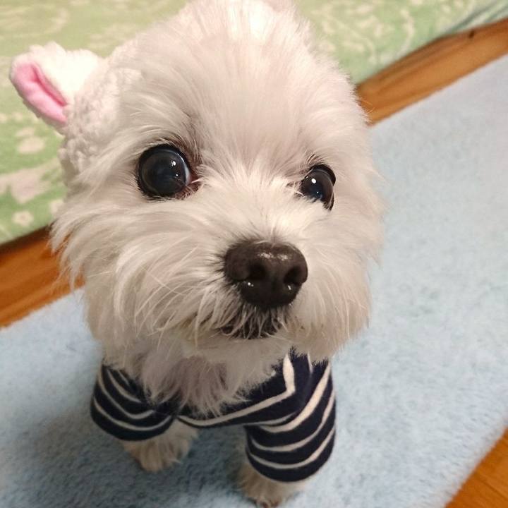 826887d8 dcc8 4b2e a339 4350e3efc332 1514699324844