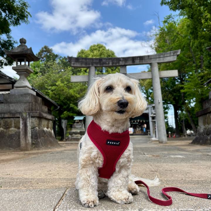 826e4af8 31c6 4a9b 9f2d 066c4696e0c2 1777265931326