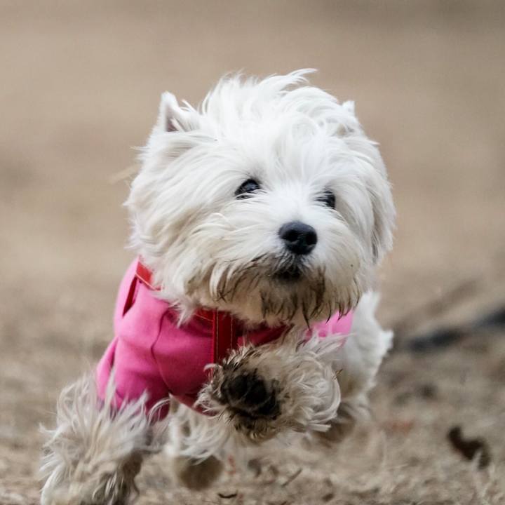 826ed464 78de 40b4 9fdc c807047378b6 1517317045184