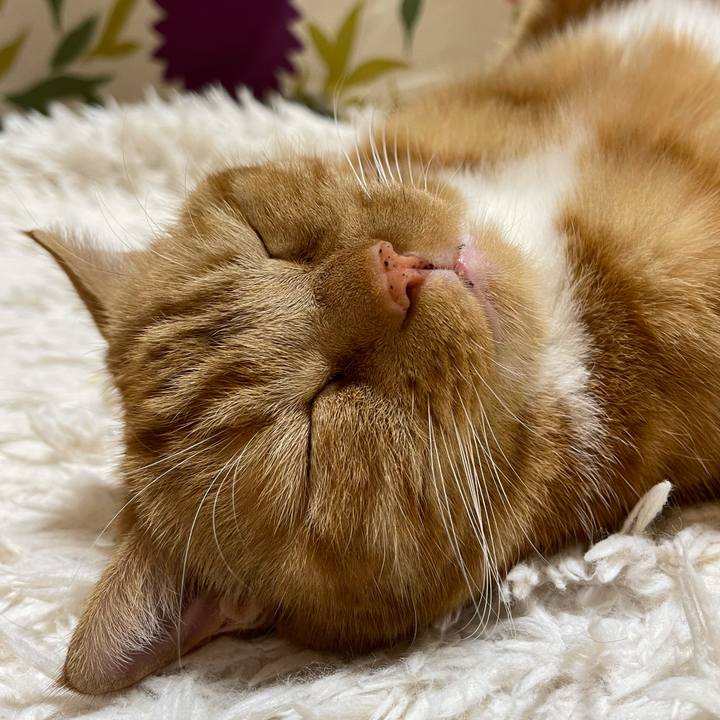 82704590 291a 4329 b1eb 330ebbfb3a4c 1639224752031