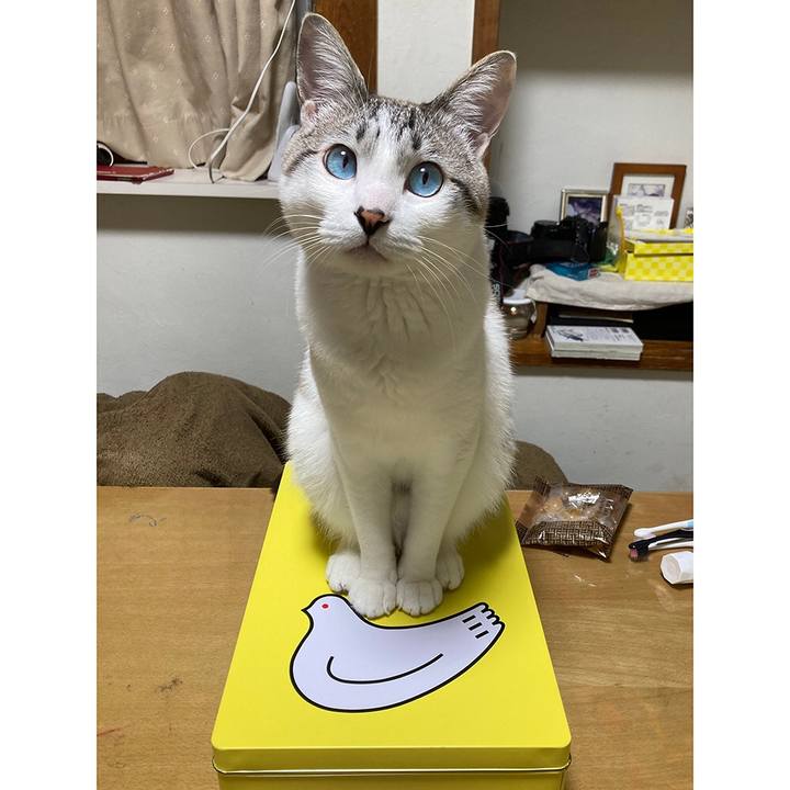 8271c300 bf66 474b b85c 87720d8b5834 1668939662818