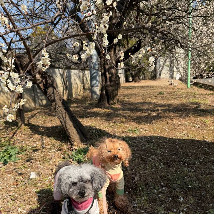 8271d6b2 ce78 4bd8 8b5d db521bf98196 1771456322633