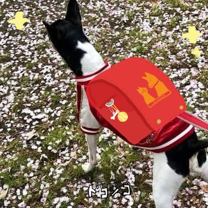 82721621 ba6d 4a14 9bee deada5e5515d 1744416330764