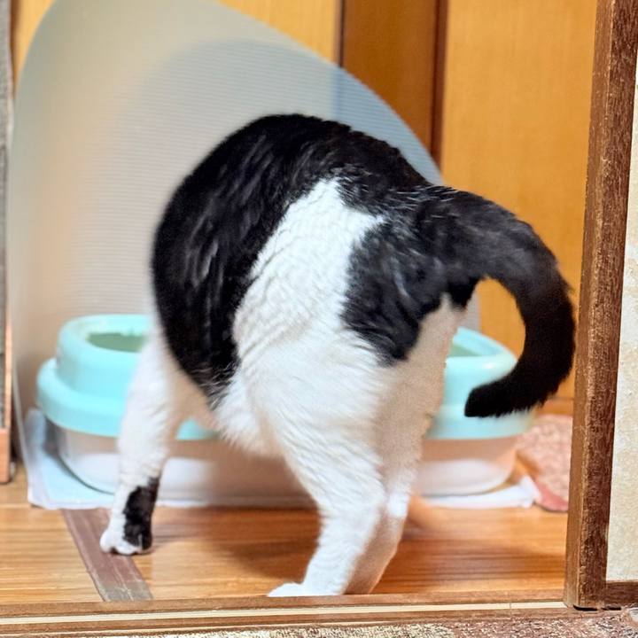 8274b447 402d 4252 a5d5 e1d4a8680a36 1731893247812