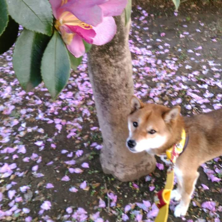 82781d43 ea95 4d2f b44d 418b9f9dc4fb 1512437317348