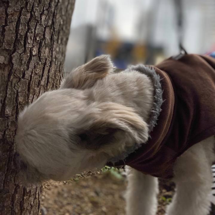 82795198 31dd 4112 9fe9 cf823e3b4da6 1576728012012