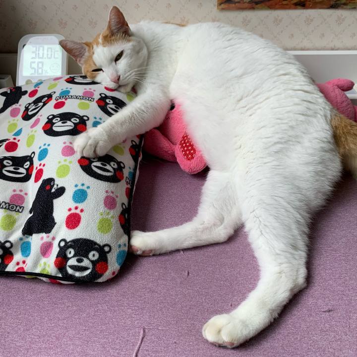 82795522 6c46 468a b979 39fa3fcae9a6 1625367370116