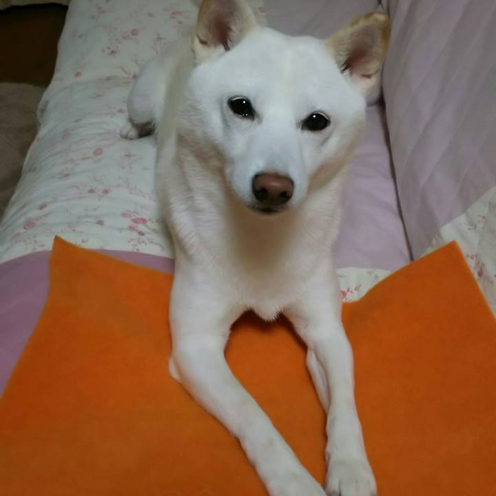 827ab353 5bc4 4412 916f c01100a524a6 1540381884014