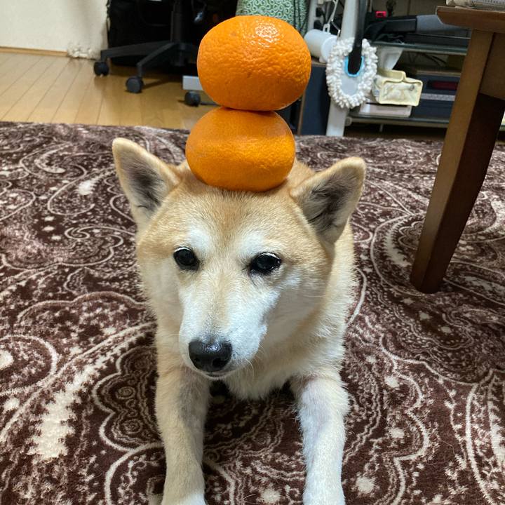 827af3d6 ae07 4d6a 9a93 80c7603f9524 1611723846557