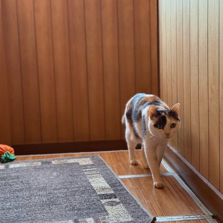 827b0b71 95ca 41f9 9f7c bb43fd1eaa5c 1758764811225